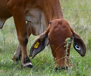 posts-articlesTag-in-Ear