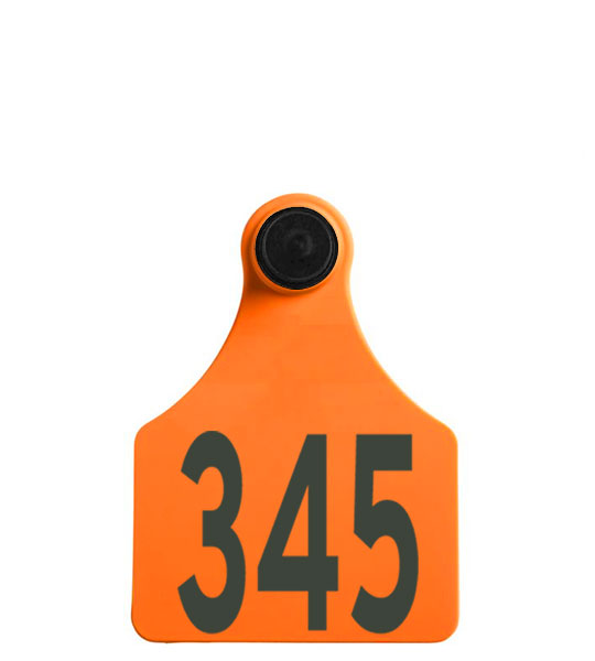 Allflex Senior Female