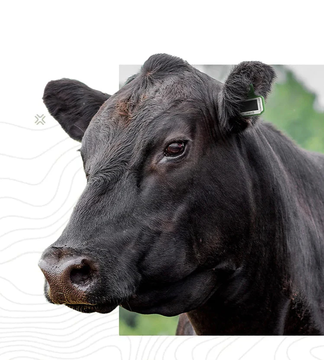 CERES RANCHER Tag - Image 5