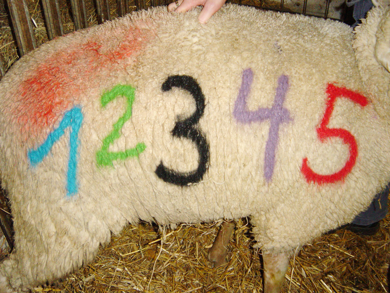 Raidex Sheep Marking Spray - Image 2